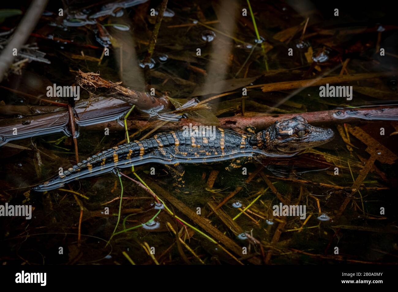 Nahaufnahme eines jungen amerikanischen Alligators (Alligator mississippiensis), der in Florida, USA, im Wasser brütet. Stockfoto