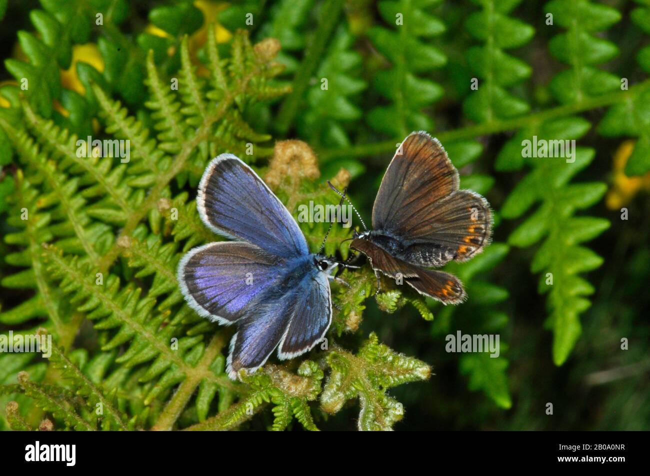 Silberbeschlagene blaue Butterfliegen, 'Plebeius argus'.männlich links, weiblich rechts, Tieflandheideland, Braken im neuen Wald. Hampshire. GROSSBRITANNIEN. Stockfoto