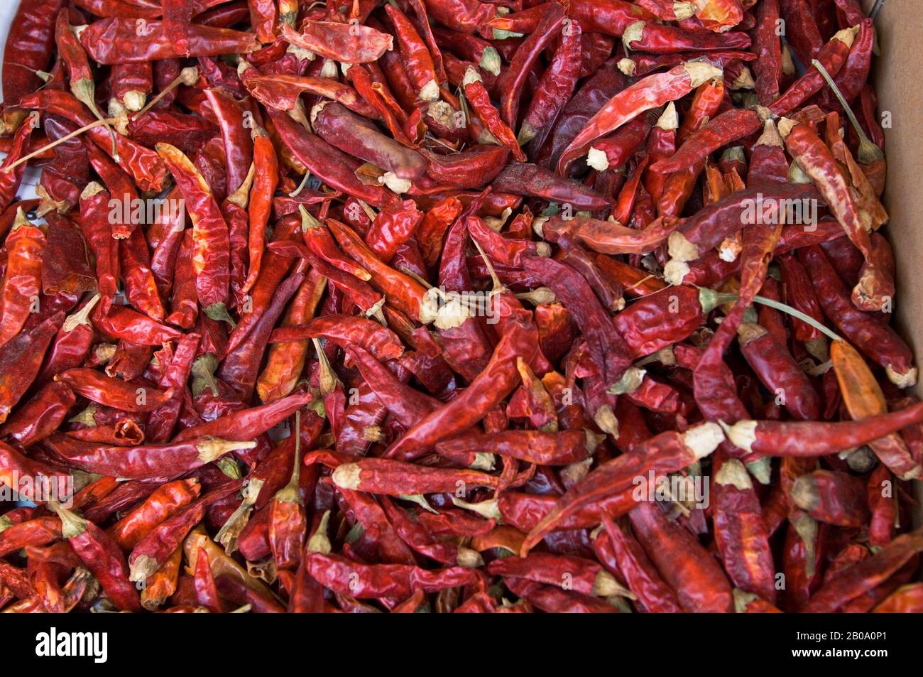 MAROKKO, CASABLANCA, EUROPAVIERTEL, ZENTRALMARKT, PRODUZIERT STÄNDER, GETROCKNETE CHILISCHOTEN Stockfoto