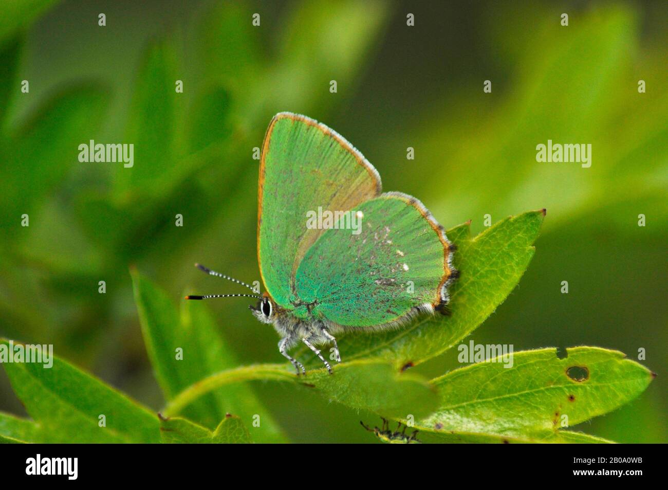 Green Hairstreak, 'Callophrys Rubi', Schmetterling, Mai und Juni, weit verbreitete Bewohner, Somerset, Großbritannien Stockfoto