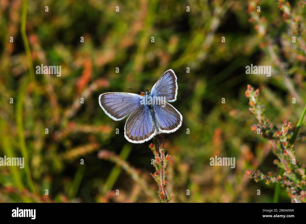 Silberbeschlagene blaue Buttterfly, 'Plebeius argus'.Male, Tieflandheide, Heidekraut, im neuen Wald. Hampshire. GROSSBRITANNIEN. Stockfoto
