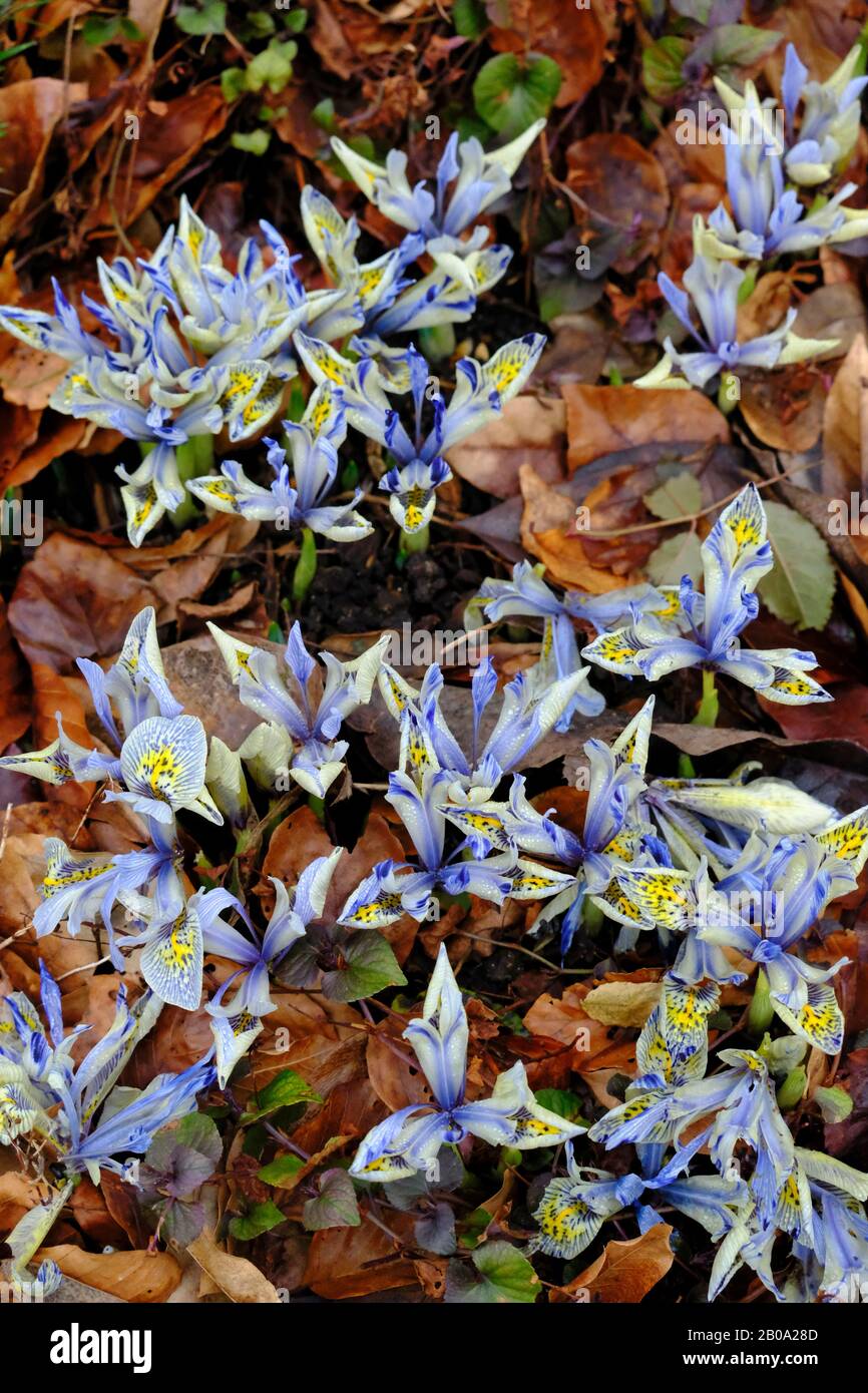 Nahaufnahme der Dwarf Winter Blühenden Irisen (Iris reticulata) in der Blüte im Winter Stockfoto