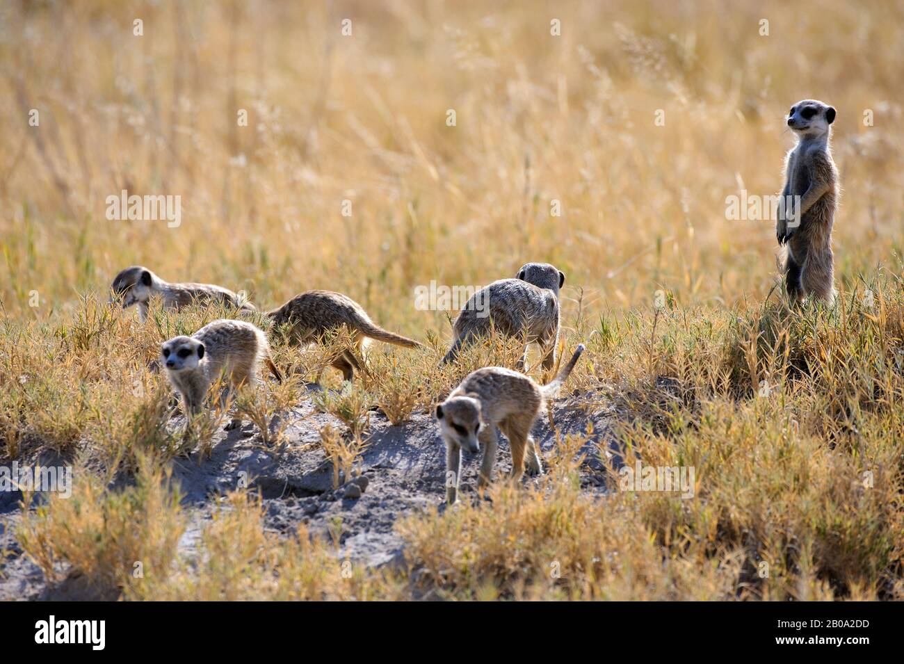 BOTSUANA, KALAHARI-WÜSTE, FLEISCHKATEN AUF DER SUCHE NACH NAHRUNG Stockfoto