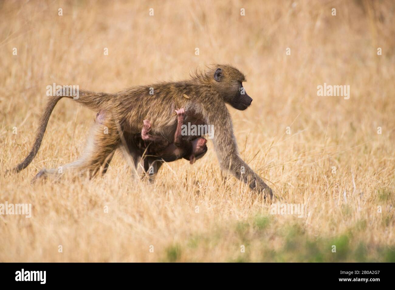 BOTSUANA, OKAVANGO BINNENDELTA, VUMBURA, CHACMA PAVIANE (PAPIO URSINUS), MUTTER MIT BABY Stockfoto
