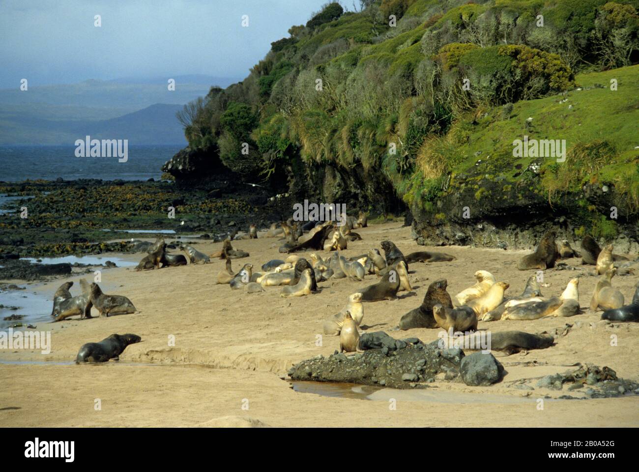 ENDERBY ISLAND, HOOKER'S SEA LIONS AM STRAND Stockfoto