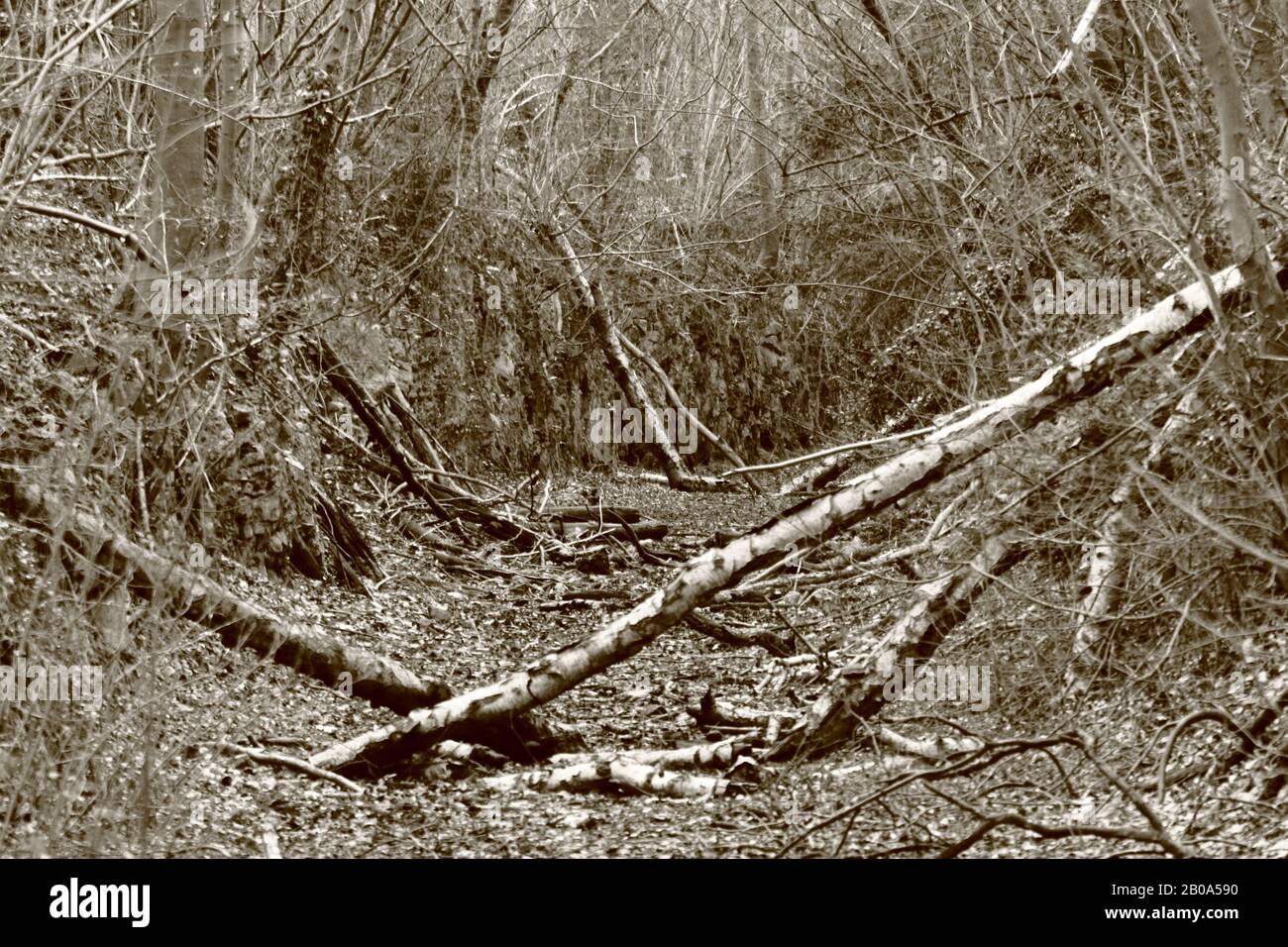 Umgestürzte Bäume in einem alten Bahnschnitt Stockfoto