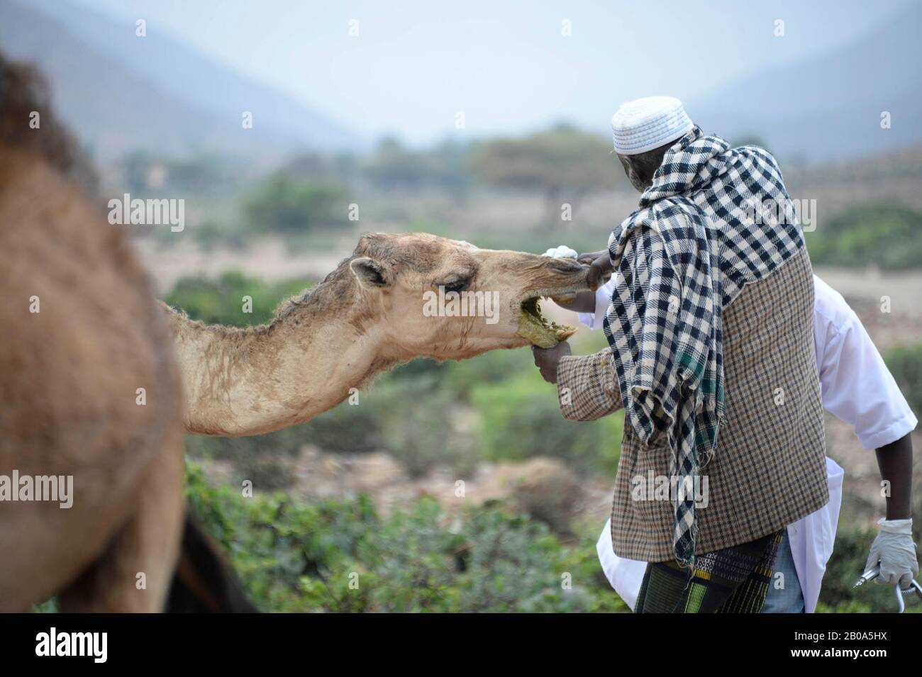 Ein dschibutischer Hirte bezwingt sein Kamel, während das Personal des US Army 418 Civil Affairs Battalion Function Specialty Unit seinen Viehbestand während einer Mission zur Unterstützung des Tierarztes am 28. März 2017 in der Nähe von Ali Sabieh in Dschibuti behandelt. Stockfoto