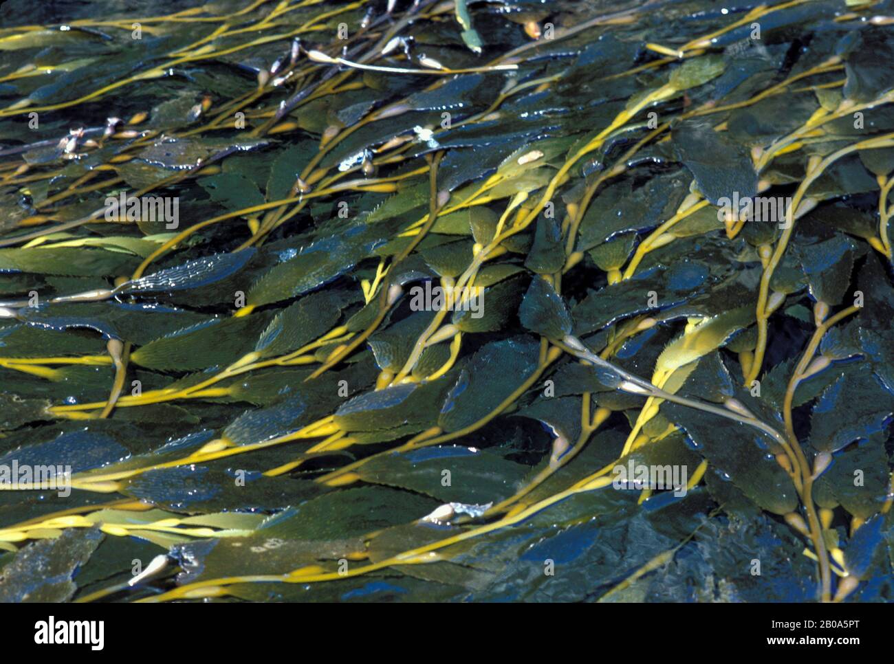 FALKLANDINSELN, SEETANG, (MACROCYSTIS PYRIFERA), WACHSEN IN GESCHÜTZTEN BUCHTEN ANT Stockfoto