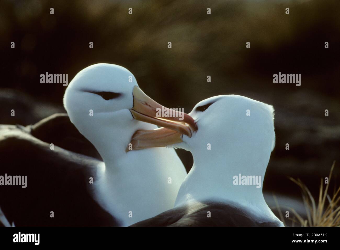 FALKLANDINSELN, NEUE INSEL, SCHWARZ-BROWED ALBATROSS-PAAR BEI NISTPRÄENFEDERN Stockfoto