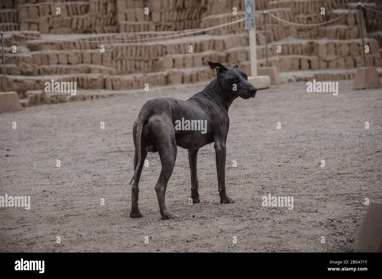 Peru Haarloser Hund in Pyramide. Stockfoto