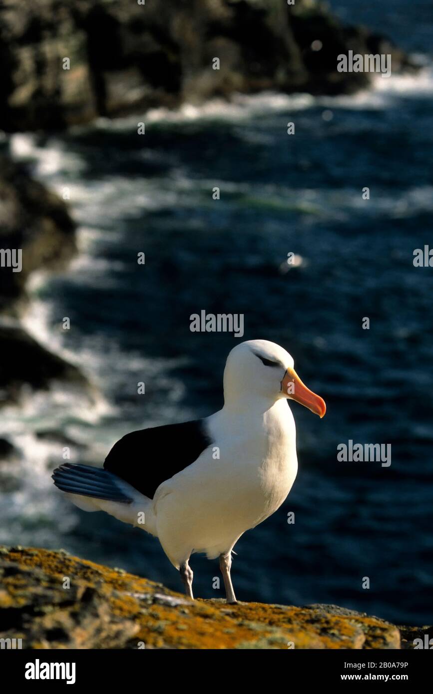FALKLAND ISLAND, WESTPOINT IST SCHWARZ-BROWED ALBATROSS Stockfoto