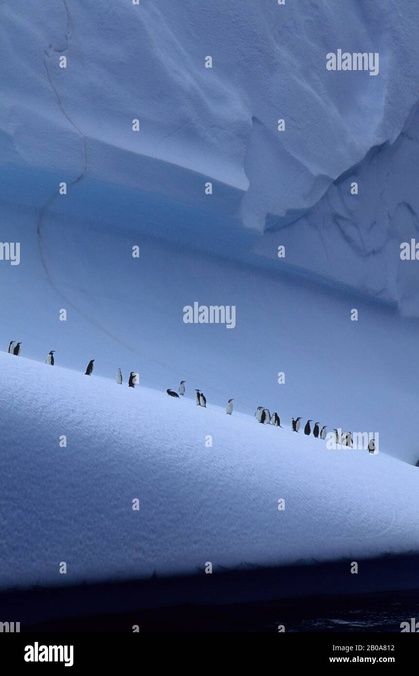 ANTARKTIS, SÜD-ORKNEY-INSELN, KINNBABELPINGUINE AUF EISBERG Stockfoto