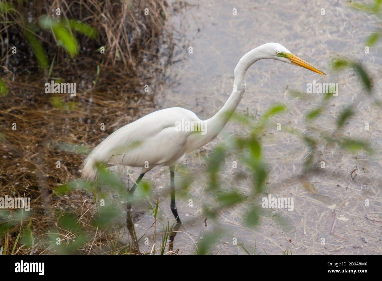 Silberreiher Stockfoto