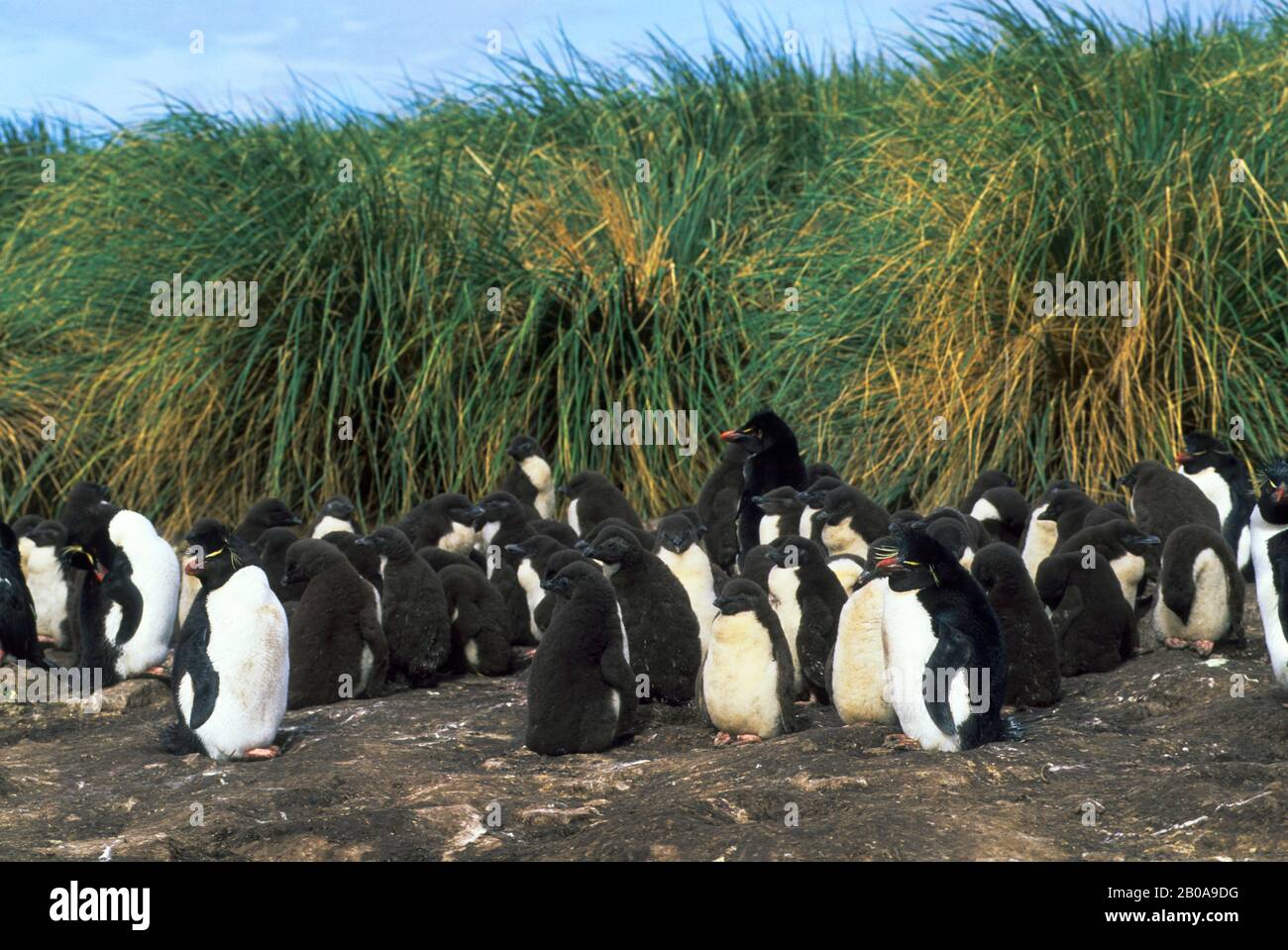 FALKLANDINSELN, BLEICHINSEL, ROCKHOPPER PENGUIN KOLONIE, ERWACHSENE UND KÜKEN Stockfoto