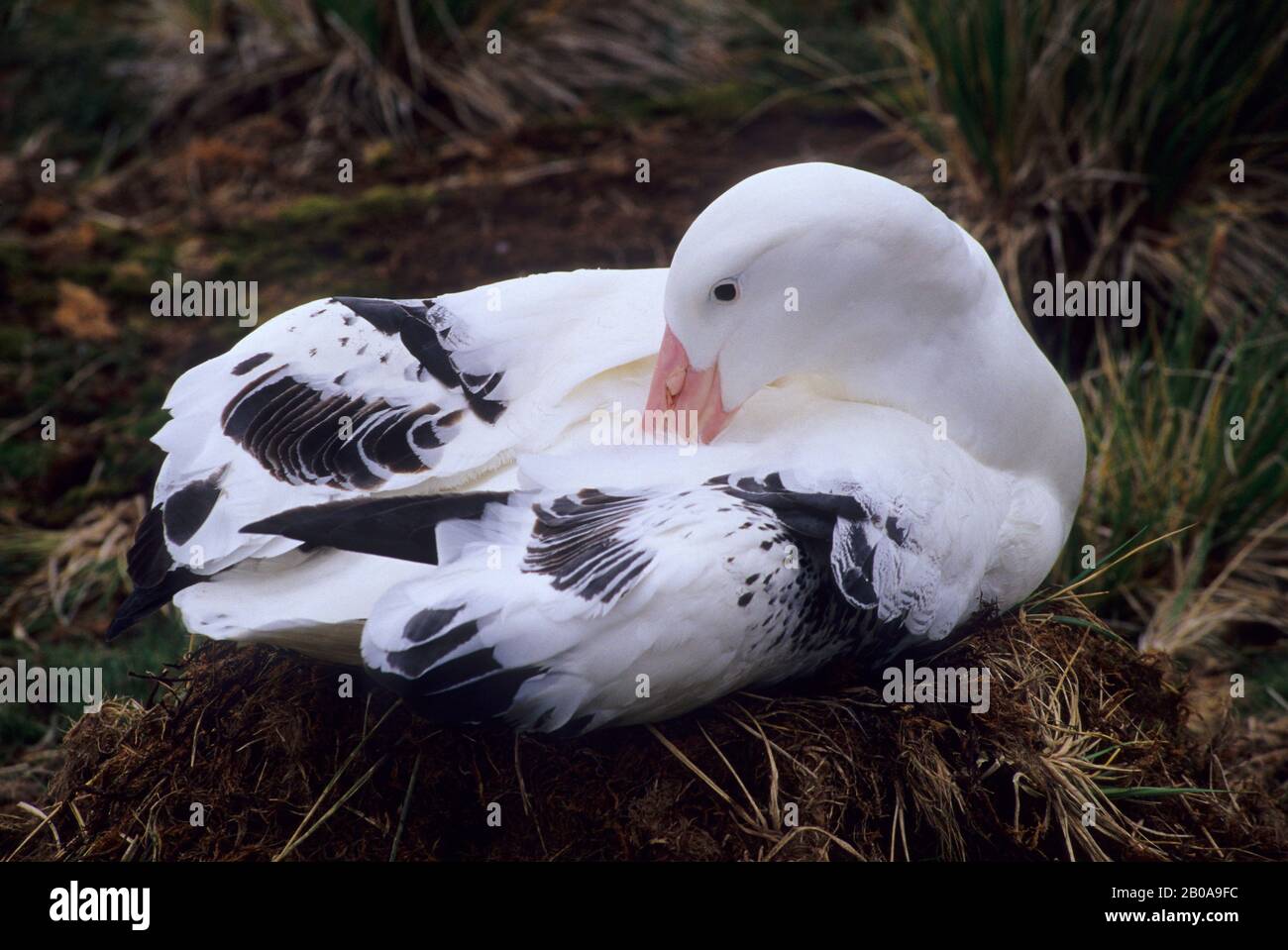 ANTARKTIS, SÜDGEORGIEN, PRIONENINSEL, WANDERNDER ALBATROSS (VERSCHNEIT ALBATROSS), NISTING, PRÄENING FEATHERS Stockfoto