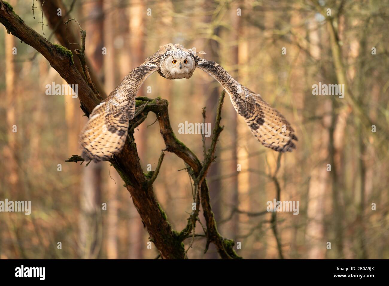 Sibirische Eule von vorne fliegend im Wald Stockfoto