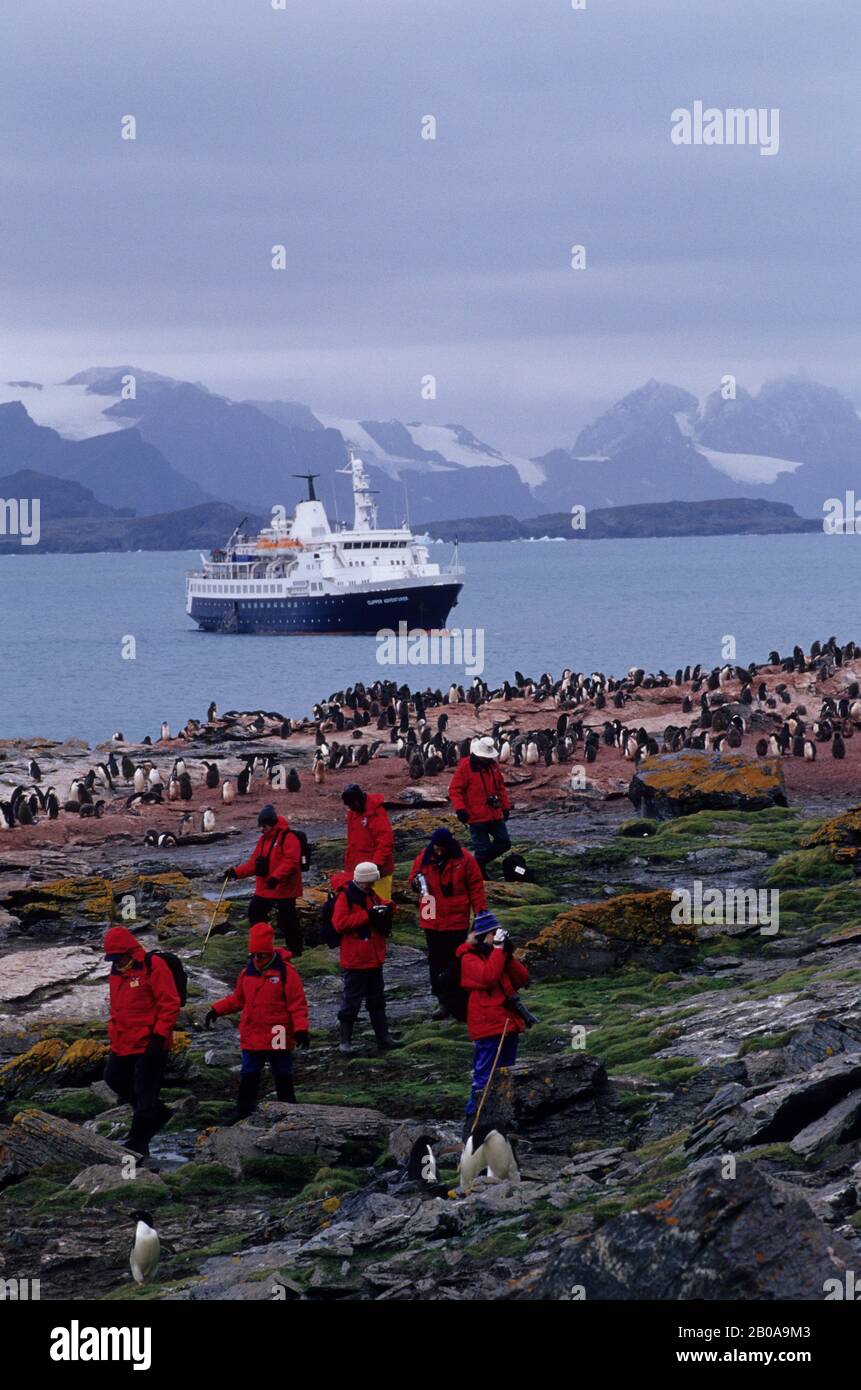 ANTARKTIS, SOUTH ORKNEY ISLANDS, SHINGLE COVE, MS CLIPPER ABENTEURER, ADELIE PINGUINE, TOURISTEN Stockfoto
