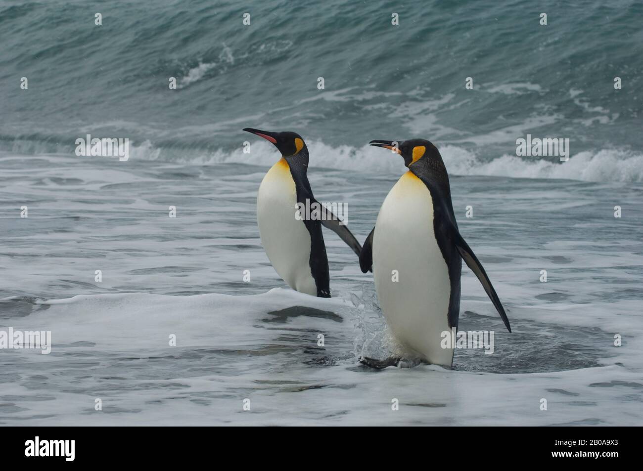 SÜDGEORGIEN-INSEL, GOLDHAFEN, KÖNIGSPINGUINE (APTENODYTES PATAGONICUS) KOMMEN AUS DER FÜTTERUNG AUF SEE ZURÜCK Stockfoto SÜDGEORGIEN-INSEL, GOLDHAFEN, KÖNIGSPINGUINE (APTENODYTES PATAGONICUS) KOMMEN AUS DER FÜTTERUNG AUF SEE ZURÜCK Stockfoto