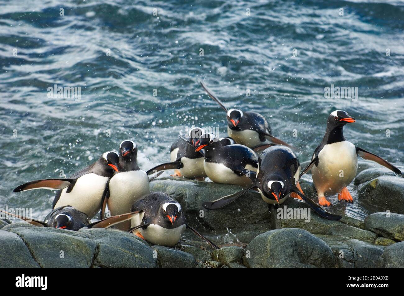 ANTARKTIS, ANTARKTISCHE HALBINSEL, CUVERVILLE-INSEL, GENTOO-PINGUINE KOMMEN VOM MEER ZURÜCK UND KEHREN IN DIE KOLONIE ZURÜCK Stockfoto ANTARKTIS, ANTARKTISCHE HALBINSEL, CUVERVILLE-INSEL, GENTOO-PINGUINE KOMMEN VOM MEER ZURÜCK UND KEHREN IN DIE KOLONIE ZURÜCK Stockfoto
