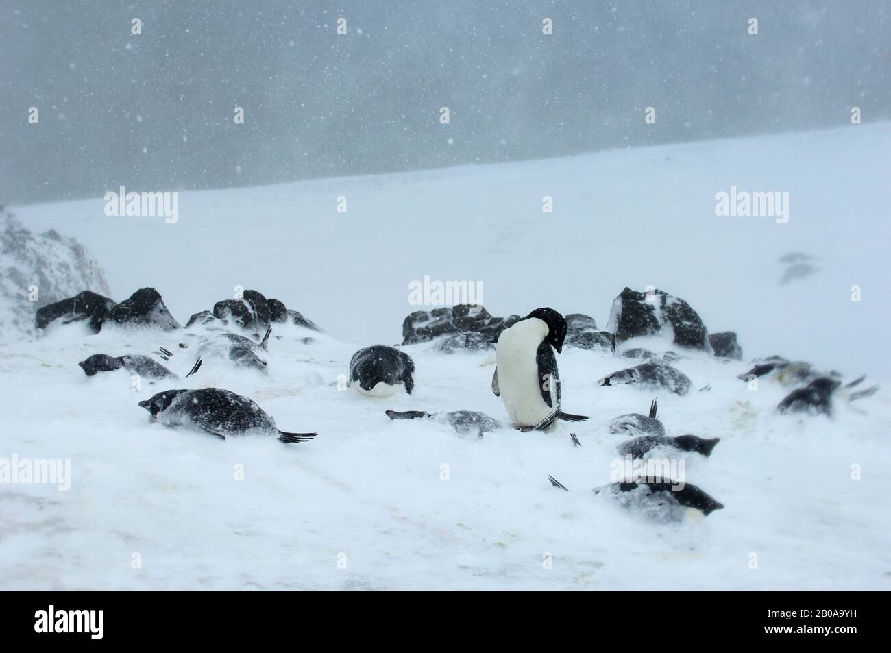 ANTARKTIS, SOUTH SHETLAND ISLANDS, KING GEORGE ISLAND, REVOLVER POINT, ADELIE PENGUIN COLONY BEI STÜRMISCHEM WETTER, ADELIE PINGUINS (PYGOSCELIS ADELIAE) CO Stockfoto