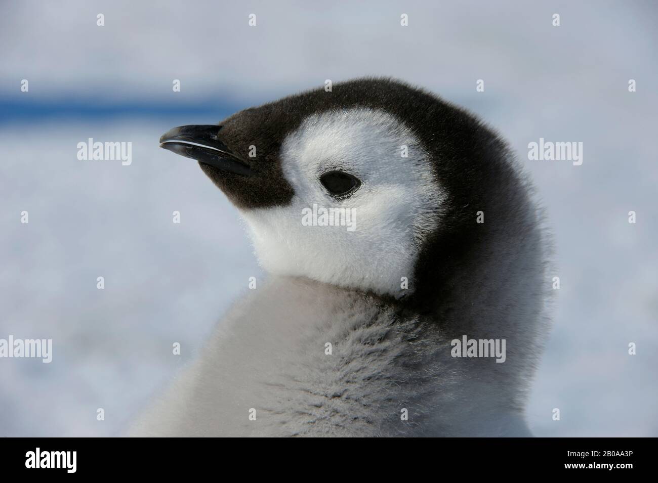 ANTARKTIS, WEDDELL-MEER, SCHNEEHÜGELLINSEL, KAISER-PENGUIN-KOLONIE APTENODYTES FORSTERI, NAHAUFNAHME OFCHICK Stockfoto