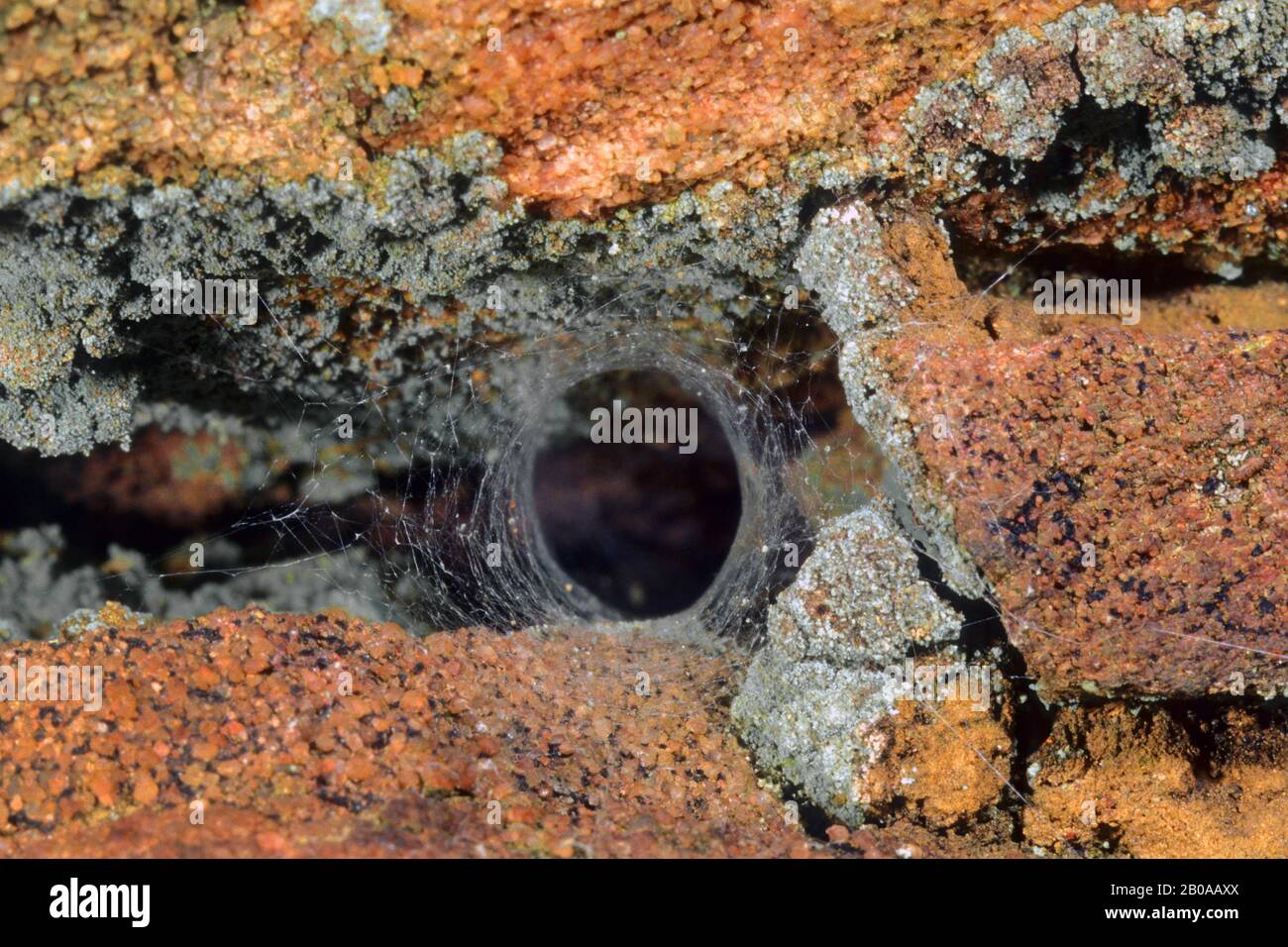 Schlangenspinne (Segestria bavarica), tunnelförmiges Netz, Deutschland Stockfoto