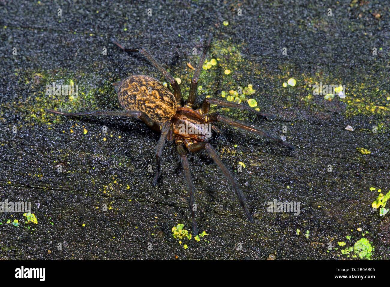 Die Hobo-Spinne, die Yardspinne (Tegenaria agrestis, Eratigena agrestis), sitzt auf einem Stein, Deutschland Stockfoto
