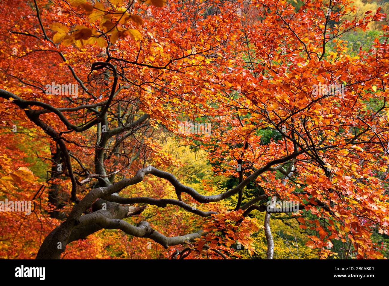 Gewöhnliche Buche (Fagus sylvatica), Buche im Herbst, Deutschland ...