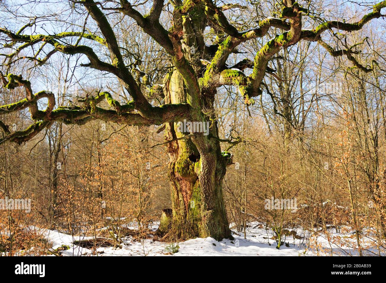 Gewöhnliche Eiche, Stieleiche, englische Eiche (Quercus robur. Quercus pedunculata), Eiche im Winter, Deutschland, Nordrhein-Westfalen Stockfoto