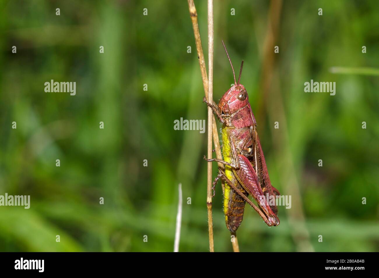 An einer Grasklinge, Deutschland, ist die Schleifengeflügelte Grashüpfer (Chorthippus biguttulus ...