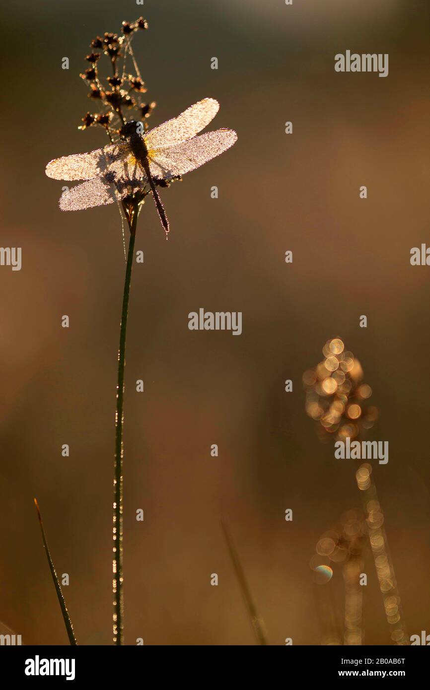 Ruddy sympetrum, Ruddy Darter (Sympetrum sanguineum), benetzt mit Tau, Belgien, Vlaams-brabant Stockfoto