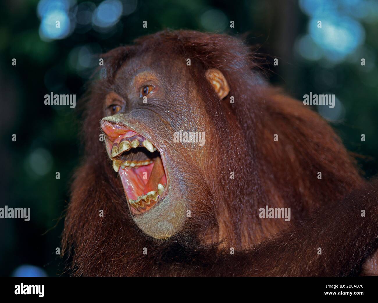 Bornean orangutan (Pongo pygmaeus pygmaeus), mit offenem Mund, Porträt, Malaysia, Borneo Stockfoto
