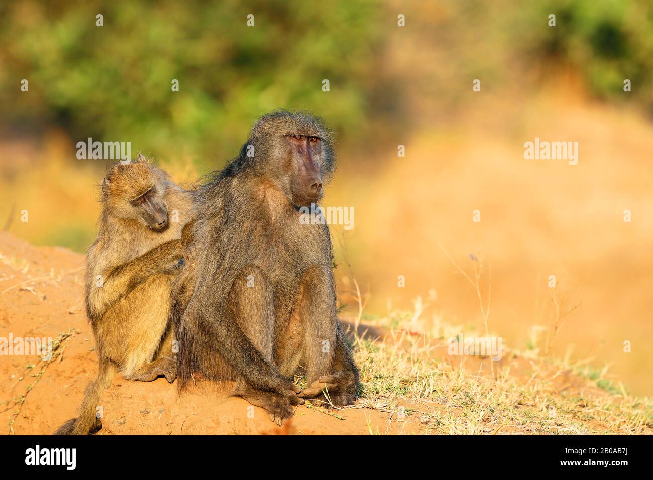 Chacma Pavion, Arubius Pavion, olivbaboon (Papio ursinus, Papio cynocephalus ursinus), Weibchen kümmert sich um das Fell eines Männchens, Südafrikas, Mpumalanga, Kruger National Park Stockfoto