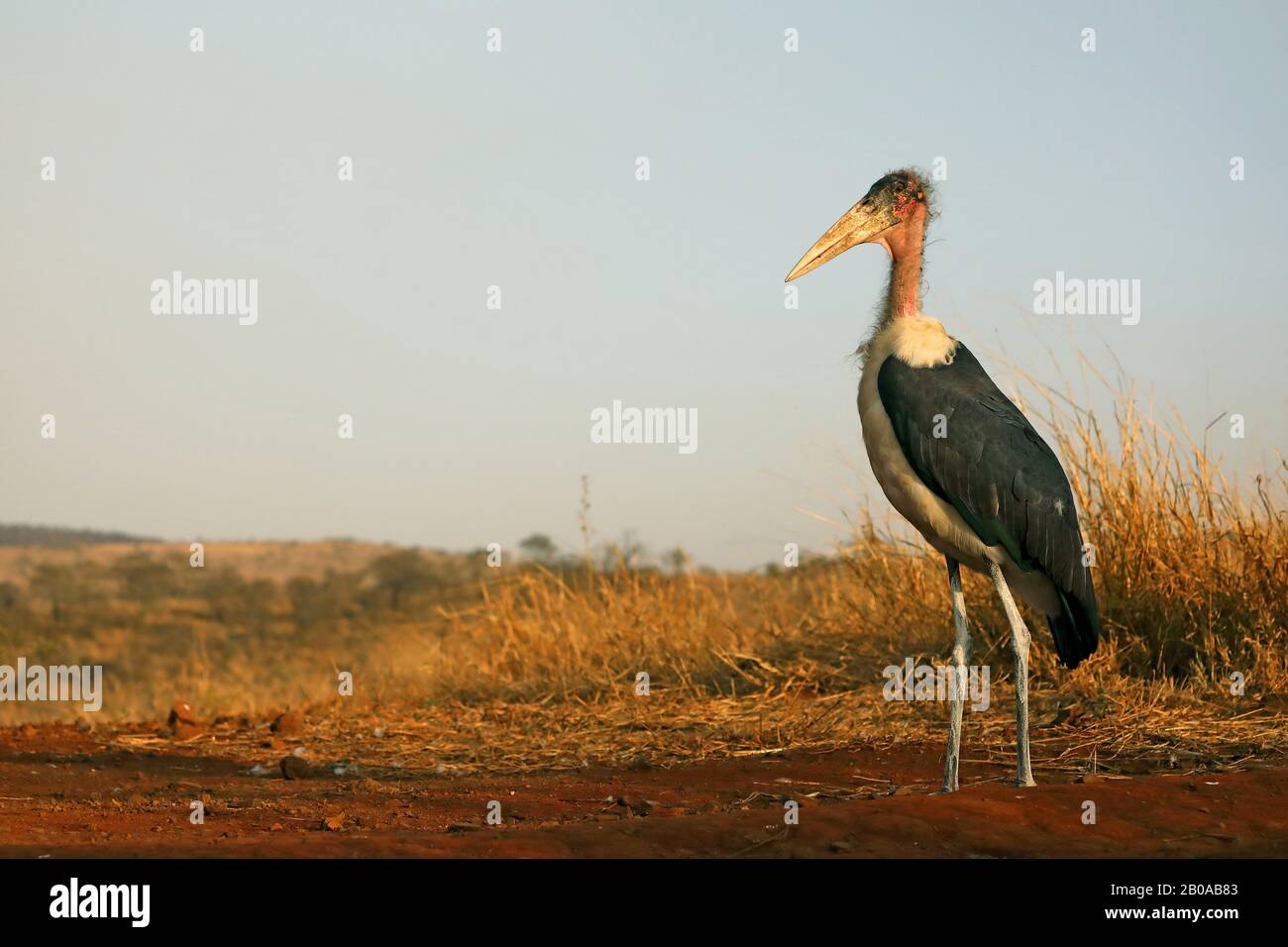Marabou Stork (Leptoptilos crumeniferus), unreif, Südafrika, Kwa Zulu-Natal, Zimanga Game Reserve Stockfoto