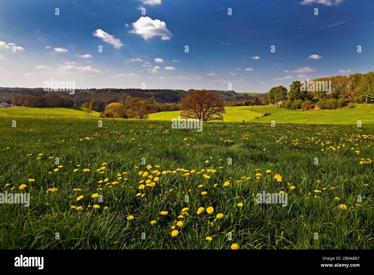 Blühende Löwenzahn Wiese im Frühjahr, Deutschland, Nordrhein-Westfalen, Bergisches Land, Radevormwald Stockfoto