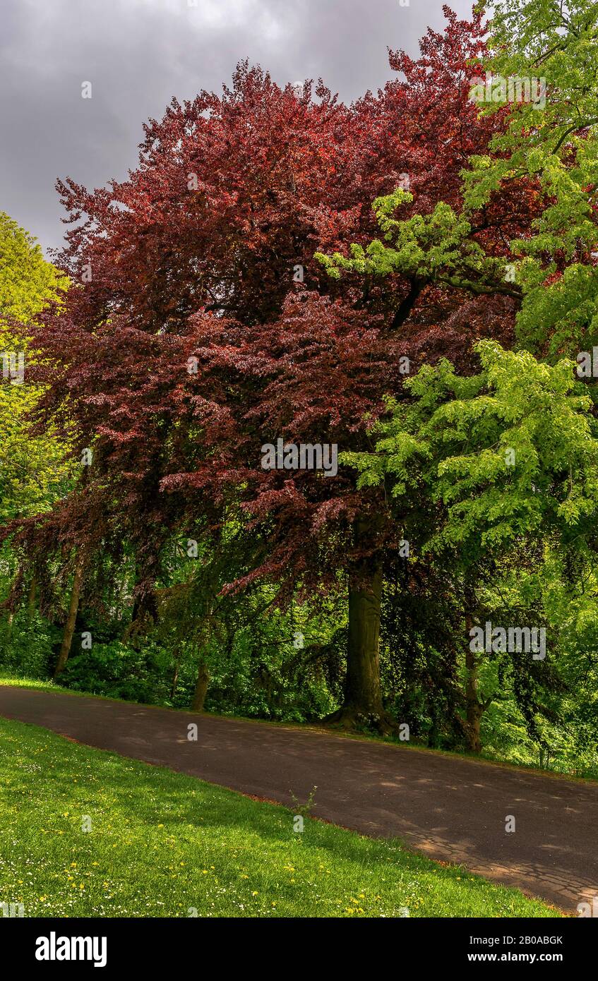 Kupferbuche (Fagus sylvatica var. purpurea, Fagus sylvatica 'Atropunicea', Fagus sylvatica Atropunicea), im Donnerspark zwischen anderen Parkbäumen im Frühjahr, Deutschland, Hamburg-Ottensen Stockfoto