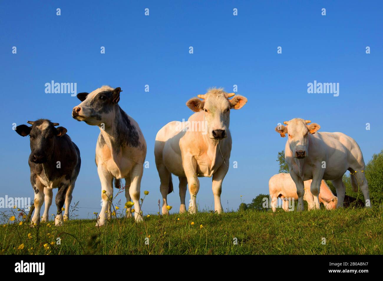 Hausrind (Bos primigenius f. Taurus), Kühe auf Weide, Belgien, Ostflandern Stockfoto