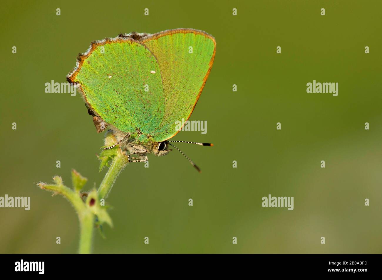 Grüne Haarsträhne (Callophrys rubi), sitzend in einer Pflanze, Seitenansicht, Frankreich, Indre Stockfoto