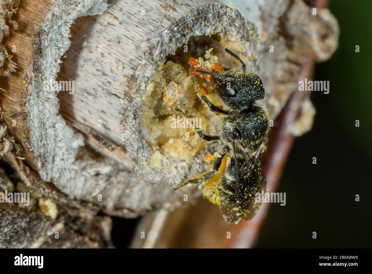 Mason Bees (Osmia spec.), mit gesammeltem Pollen in einem Insektenhotel, Deutschland, Bayern, Niederbayern Stockfoto
