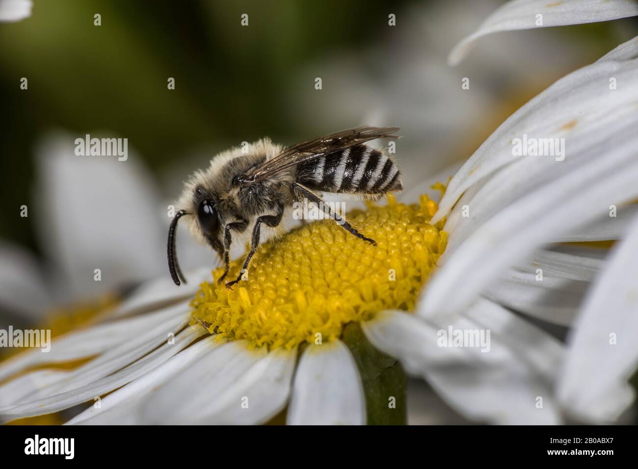 Davies' Colletes (Colletes daviesanus), weiblich auf einer Hundeblüte, Seitenansicht, Deutschland Stockfoto