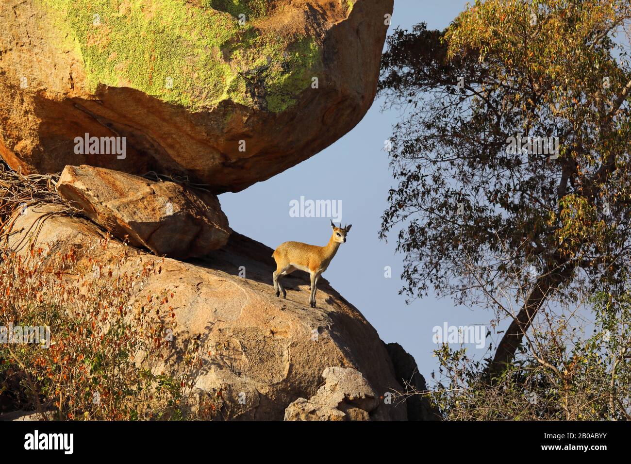 Klippspringer (Oreotragus oreotragus), männlich stehend auf einem Granitfelsen, Seitenansicht, Südafrika, Lowveld, Krueger-Nationalpark Stockfoto