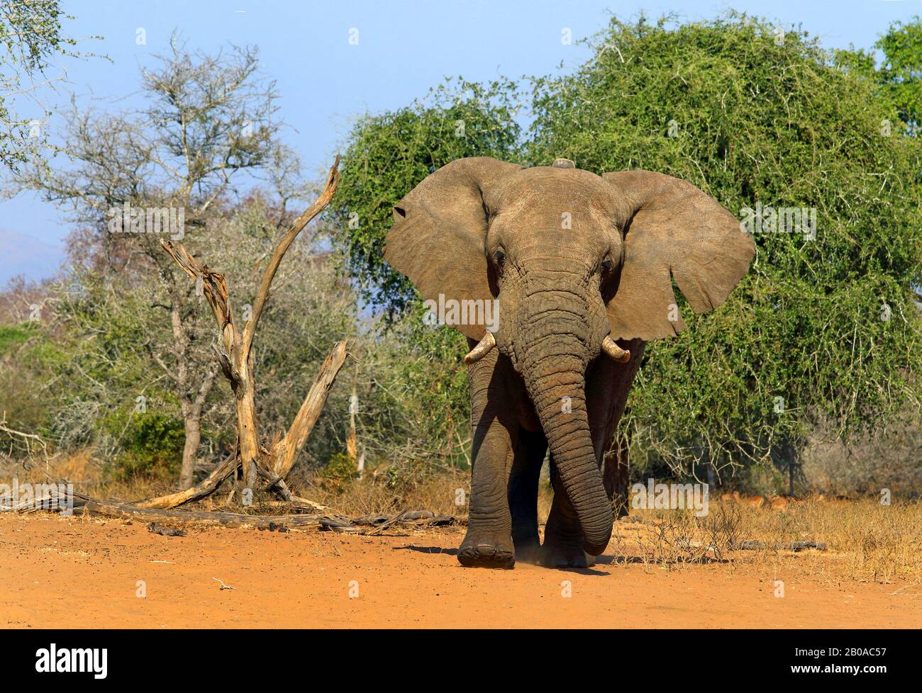 Afrikanischer Elefant (Loxodonta africana), Spaziergänge zum Wasserloch, Südafrika, Kwazulu-Natal, Mkhuze Game Reserve Stockfoto