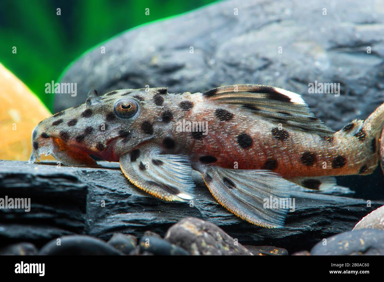 Weißer Schatten-Besatz, grauer Besatz (Leporacanthicus joselimai), Sultan Pleco Stockfoto