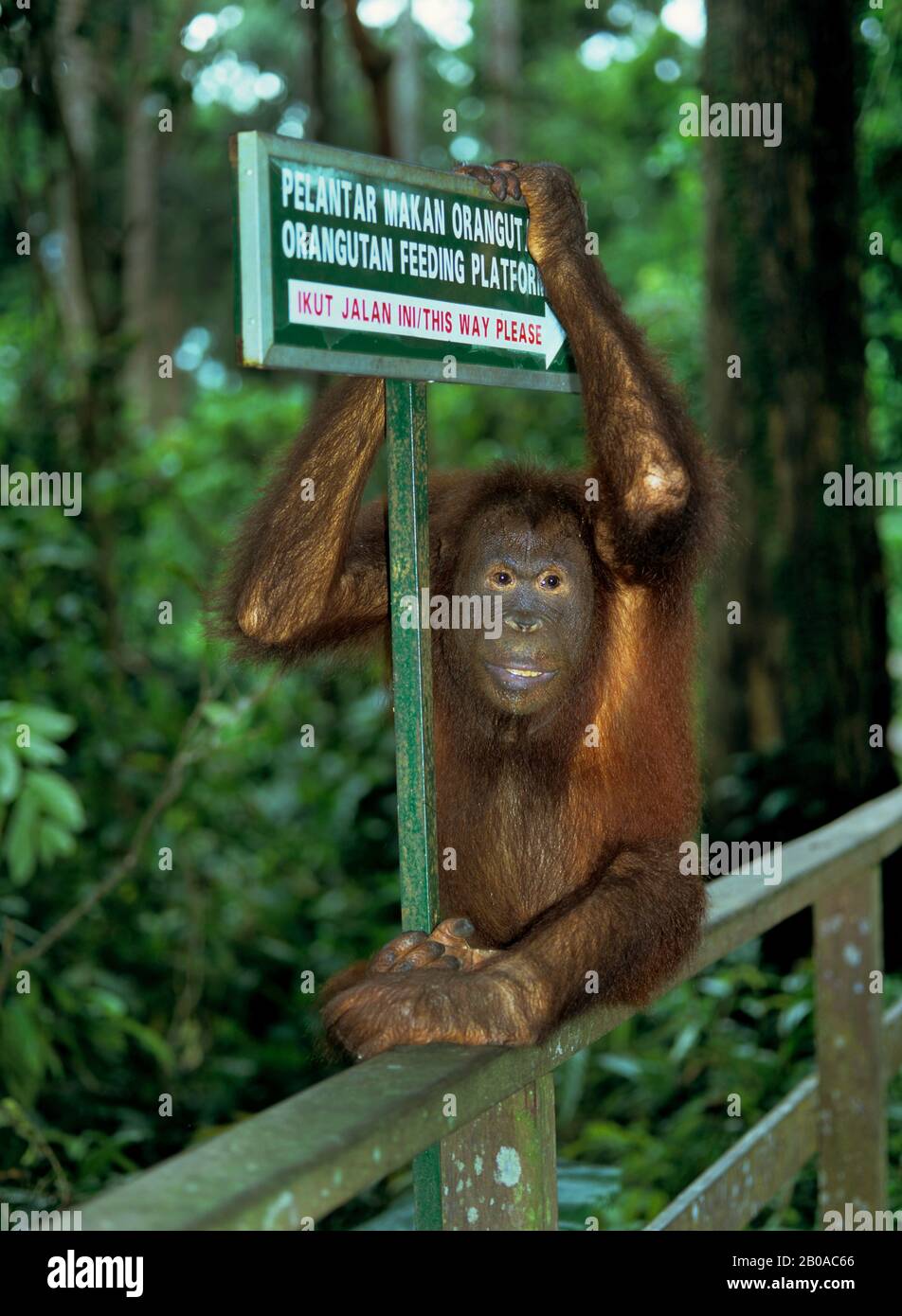 Bornean orangutan (Pongo pygmaeus pygmaeus), das an einem Zeichen eines Wiedereinführungsprojekts, Malaysia, Borneo, steht Stockfoto