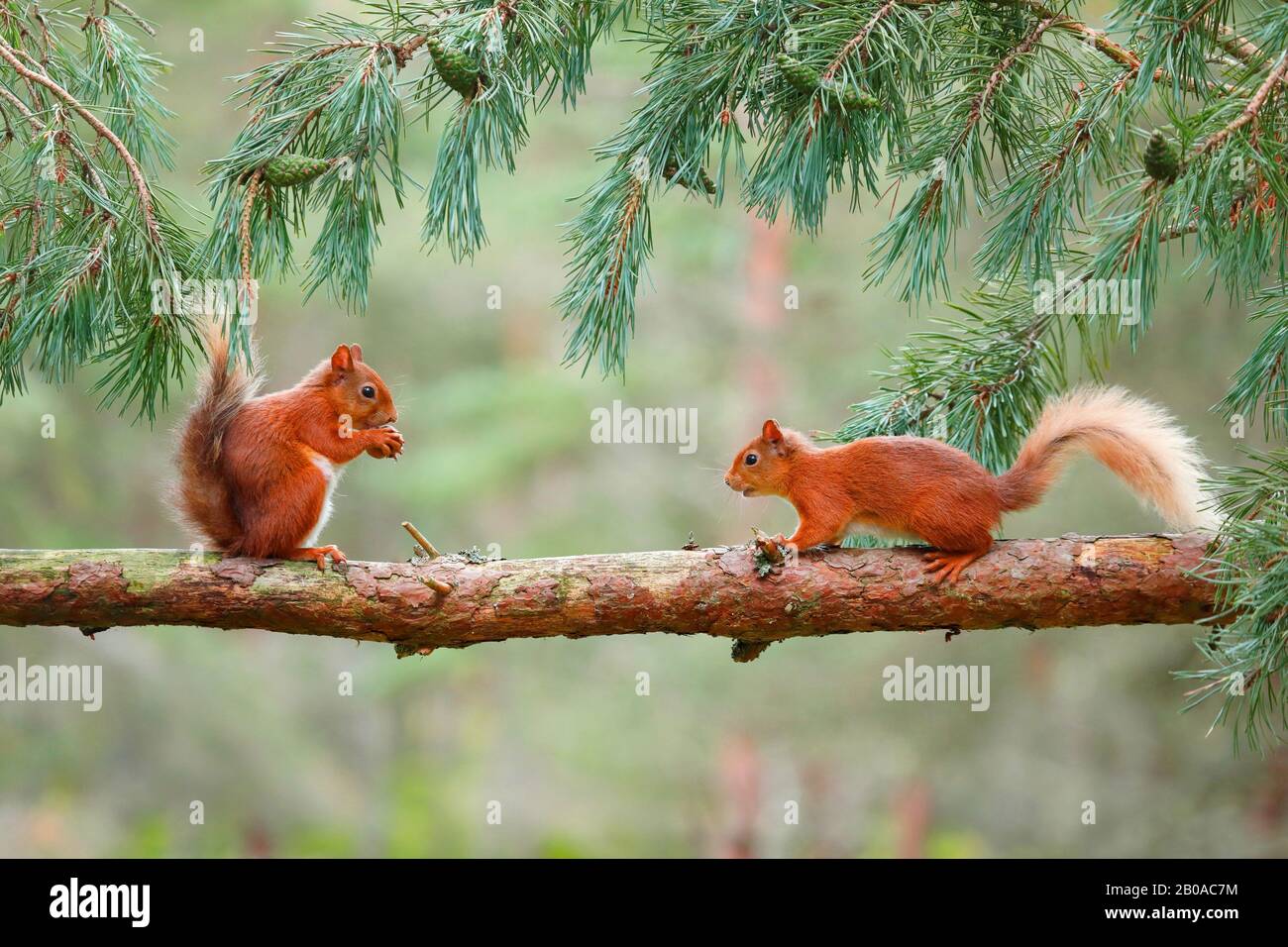 Europäisches Rothörnchen, Eurasisches Rothörnchen (Sciurus vulgaris), zwei Rothörnchen zusammen auf einem Kiefernzweig, Schweiz Stockfoto