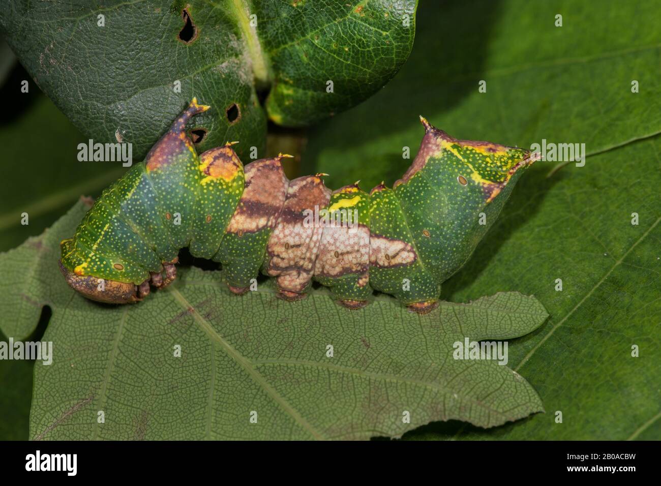 Tawny prominent (Harpyia milhauseri, Hybocampa milhauseri, Hoplitis milhauseri), Raupe auf dem Eichenblatt, Deutschland Stockfoto