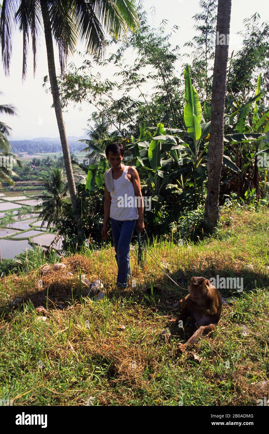 ASIEN, INDONESIEN, SUMATRA, MAN MIT AFFEN TRAINIERT FÜR DIE ERNTE VON KOKOSNÜSSEN Stockfoto