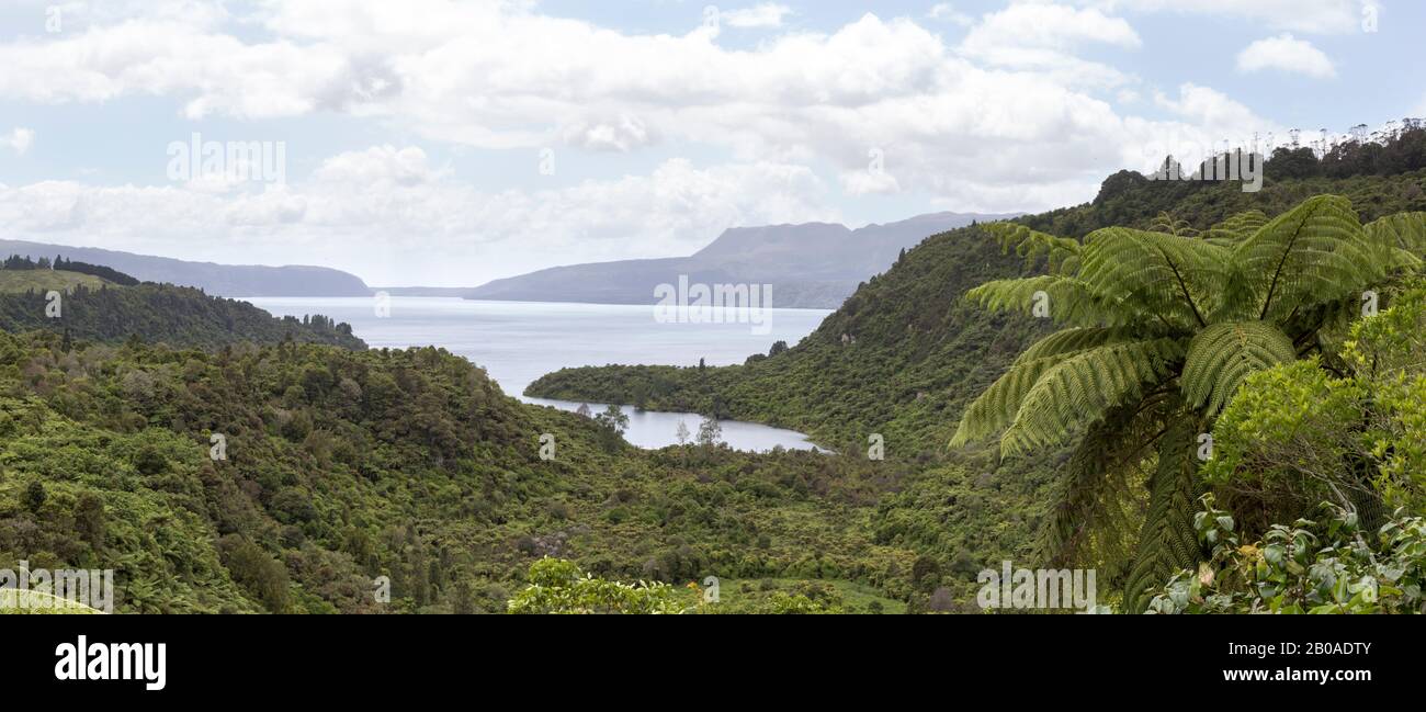 Panoramablick auf grüne exotische Riesenfarne mit See und Hügeln dahinter Stockfoto