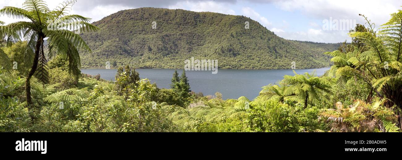 Panoramablick auf grüne exotische Riesenfarne mit See und Hügeln dahinter Stockfoto