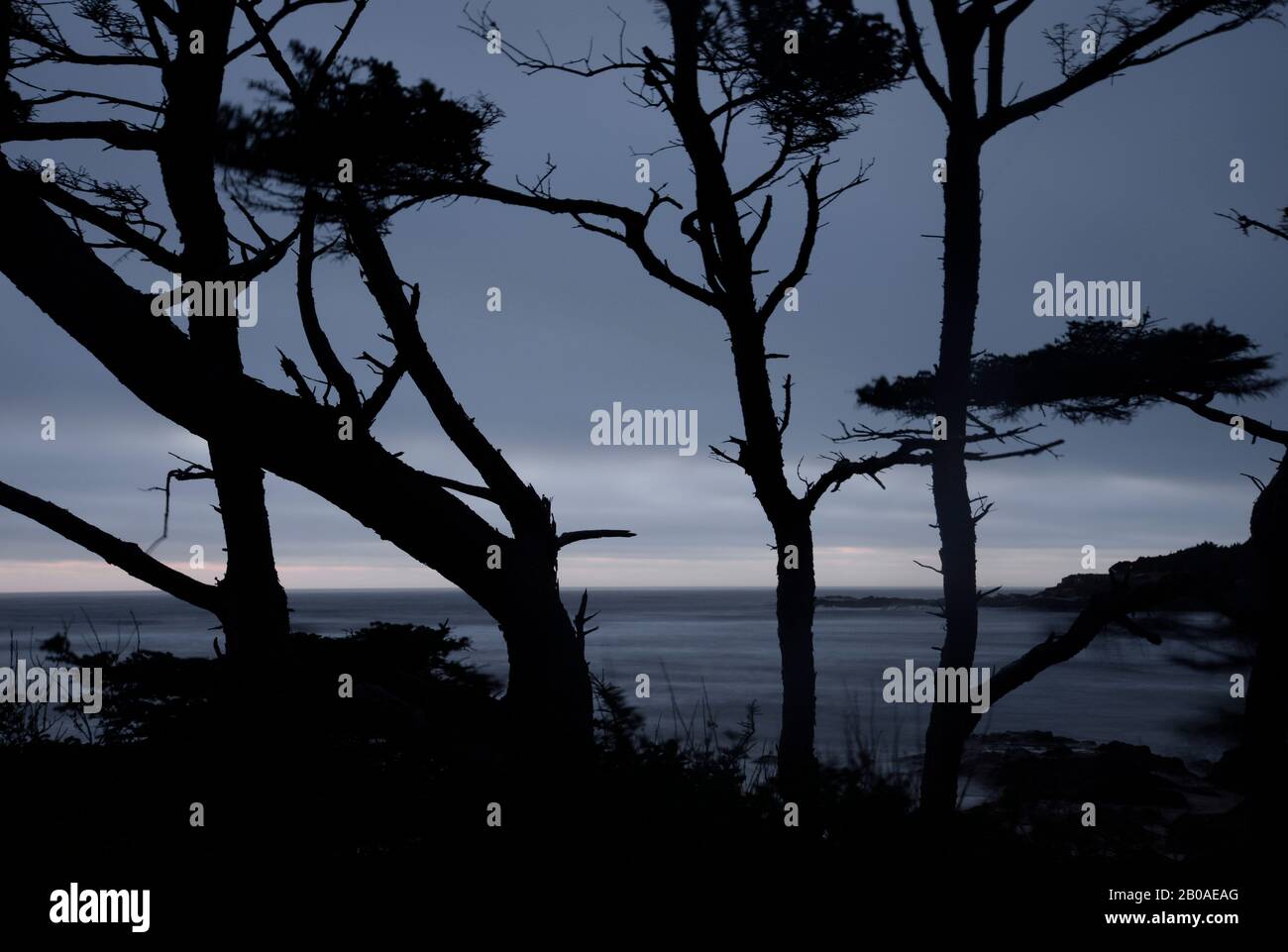 Silhouette der Küste Kiefer von Yachats Ocean Road State Natural Site. Stockfoto